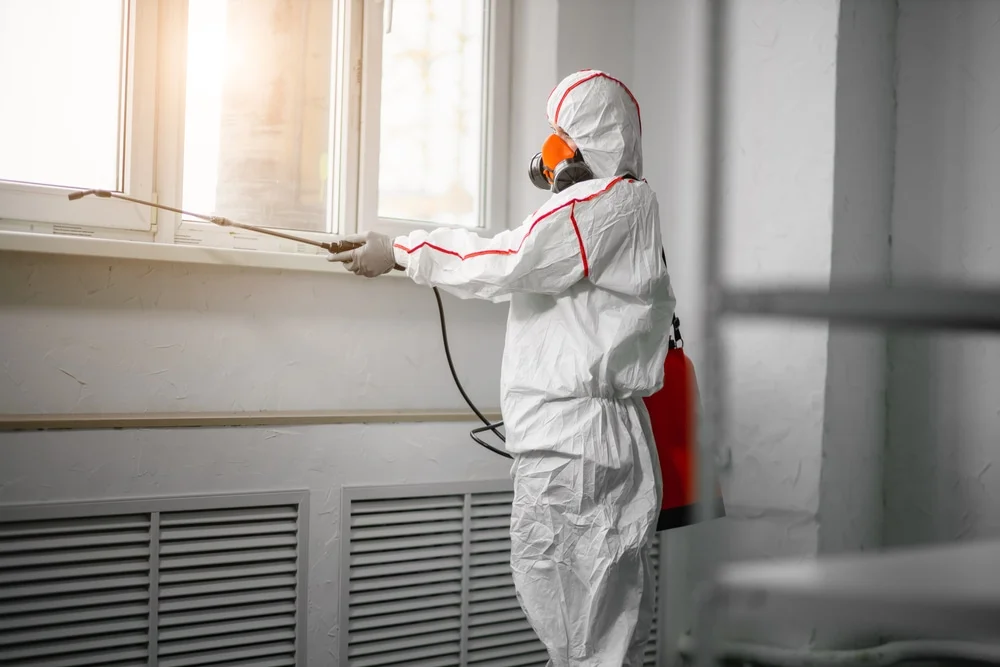 Professional mold remediation services in Point, TX